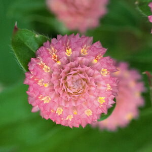 楽天市場 センニチコウ ラスベガス ピンク ２株セット切り花 寄せ植え 季節の花苗 イングリッシュガーデン等に あなたの街のお花屋さんイングの森