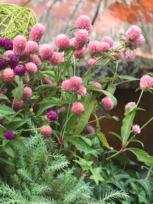 楽天市場 センニチコウ ラスベガス ピンク ２株セット切り花 寄せ植え 季節の花苗 イングリッシュガーデン等に あなたの街のお花屋さんイングの森