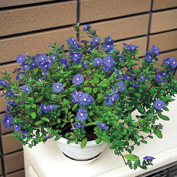 楽天市場 エボルブルス アメリカンブルー ２株セット あなたの街のお花屋さんイングの森