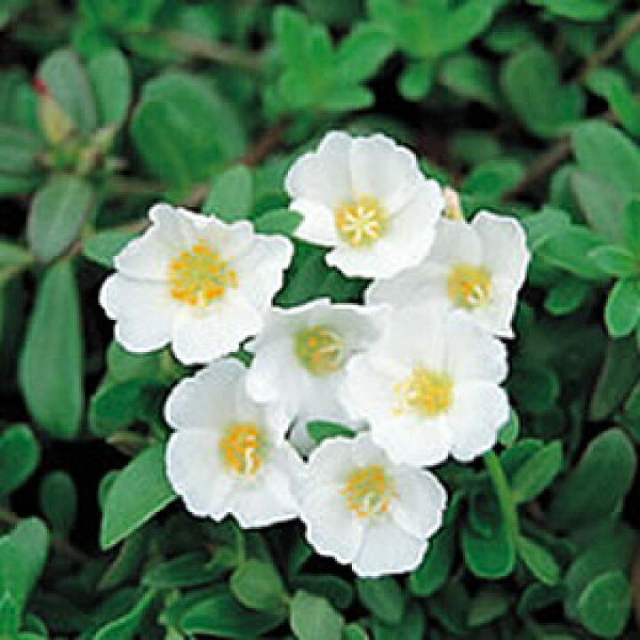 楽天市場 ポーチュラカ さわやかホワイト ２株セット あなたの街のお花屋さんイングの森