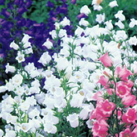 楽天市場 宿根草 多年草 春 夏楽しむ その1 ア コ カンパニュラ ベルフラワー フウリンソウ あなたの街のお花屋さんイングの森 楽天市場 宿根草 多年草 春 夏楽しむ その1 ア コ カンパニュラ ベルフラワー フウリンソウ あなたの街のお花屋さんイングの森