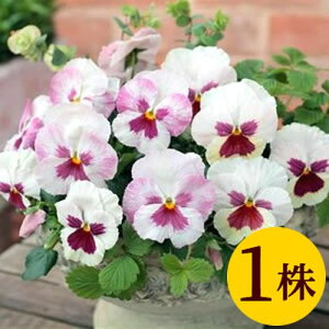 パンジー いちごみるく ポット苗 1個 パンジー ビオラ 苗 イングリッシュガーデン 寄せ植え