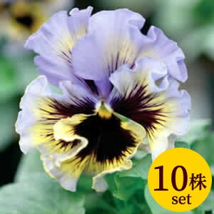 pW[ tYVY t炫 CG[u[X[ |bgc10Zbg pW[ rI c CObVK[f 񂹐A