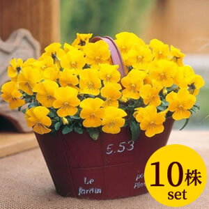 rI rr NACG[Cv |bgc 10Zbg  pW[ rI c CObVK[f 񂹐A