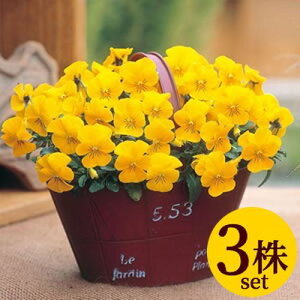 rI rr NACG[Cv |bgc 3Zbg pW[ rI c CObVK[f 񂹐A