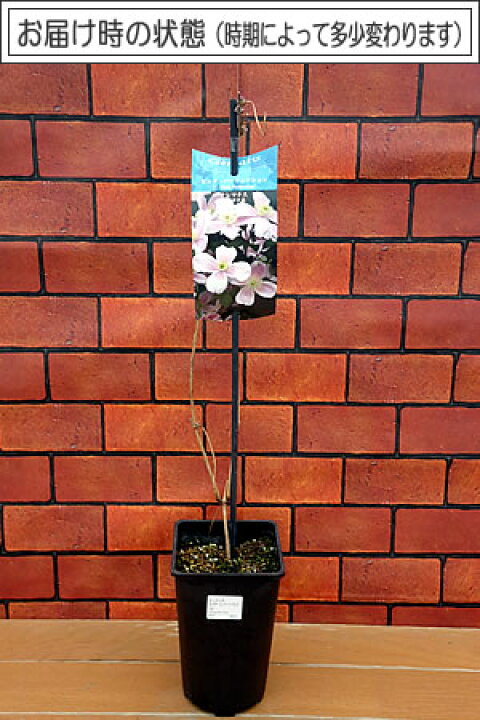 楽天市場 クレマチス ピンク パーフェクション４ ５号サイズ2年生ポット苗 あなたの街のお花屋さんイングの森