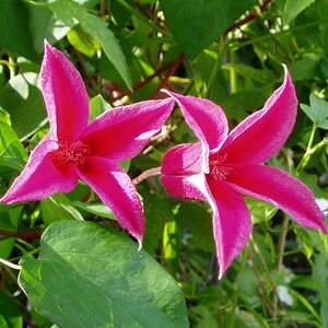 N}`X vZXE_CAi4.5TCY2N|bgc