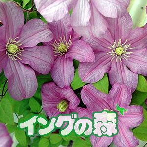 N}`X ReXEhEuVE4.5TCY2N|bgc