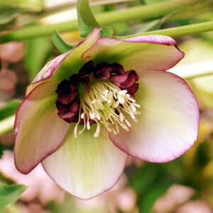 ~ṼNX}X[Y `F[VtH All炫E nCGhZNV 9cm|bgc~V M&Bt[@NX}X[Y c