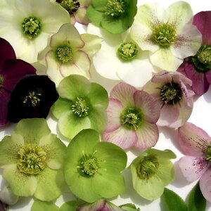 NX}X[Y VOc 3Zbg i[Z[EIcEiOK GJԌ݊ N c ϊ