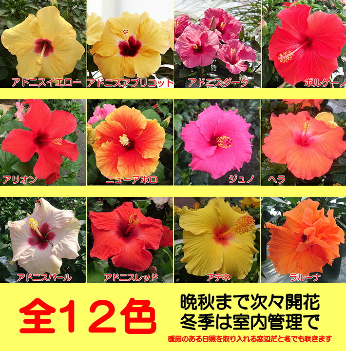 楽天市場 晩秋まで咲き続け毎年楽しめるハイビスカスロングライフシリーズ５号鉢植え あなたの街のお花屋さんイングの森
