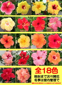 楽天市場 ハイビスカス 種の通販
