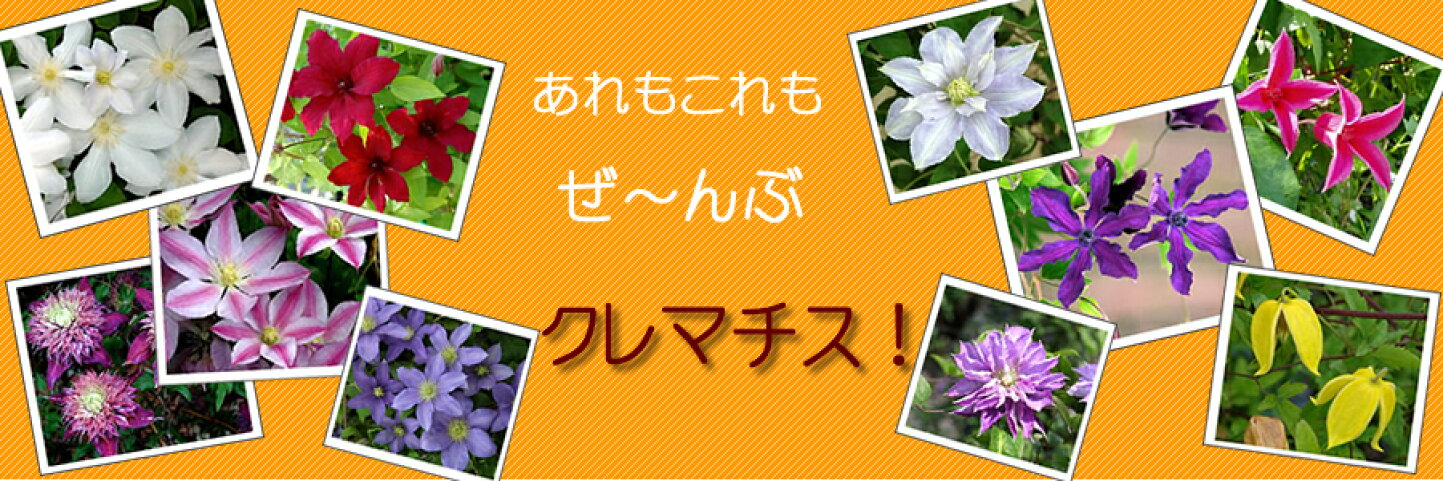 楽天市場 日本最大級園芸通販サイト 花苗から母の日ギフトまで１万点以上の品揃え あなたの街のお花屋さんイングの森 トップページ