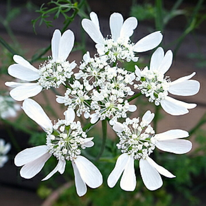 楽天市場 オルレア グランディフローラ ピエリスホワイト １株 あなたの街のお花屋さんイングの森