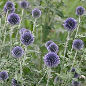 h GLmvX g ( 肽܂ ) 1