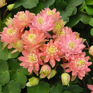 オダマキ 花 苗の人気商品 通販 価格比較 価格 Com オダマキ 花 苗の人気商品 通販 価格比較 価格 Com
