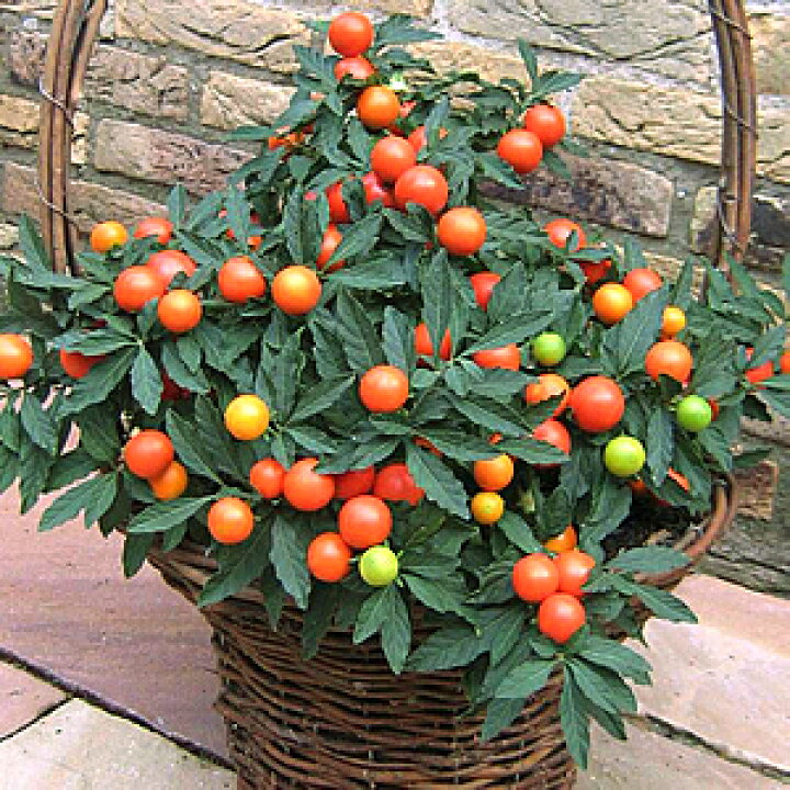 楽天市場 常緑低木 ソラナム フユサンゴ メガボール２株セット あなたの街のお花屋さんイングの森