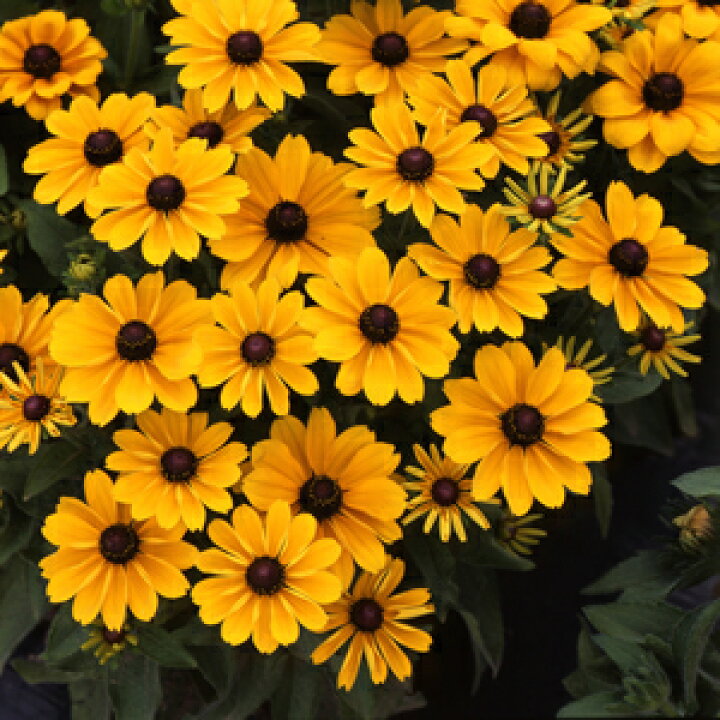 楽天市場 宿根草 ルドベキア トト ゴールド １株 あなたの街のお花屋さんイングの森