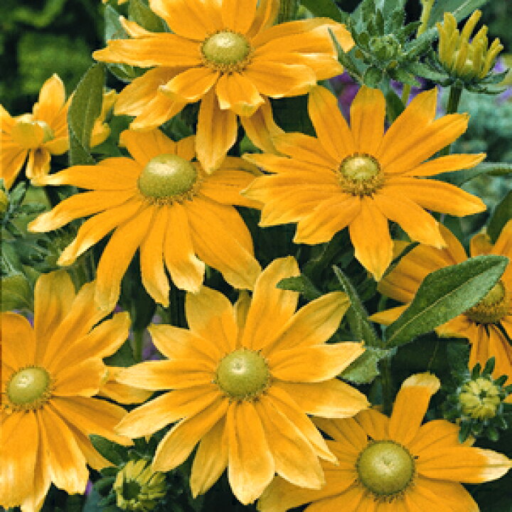 楽天市場 宿根草 ルドベキア プレーリーサン 1株 あなたの街のお花屋さんイングの森 楽天市場 宿根草 ルドベキア プレーリーサン 1株 あなたの街のお花屋さんイングの森