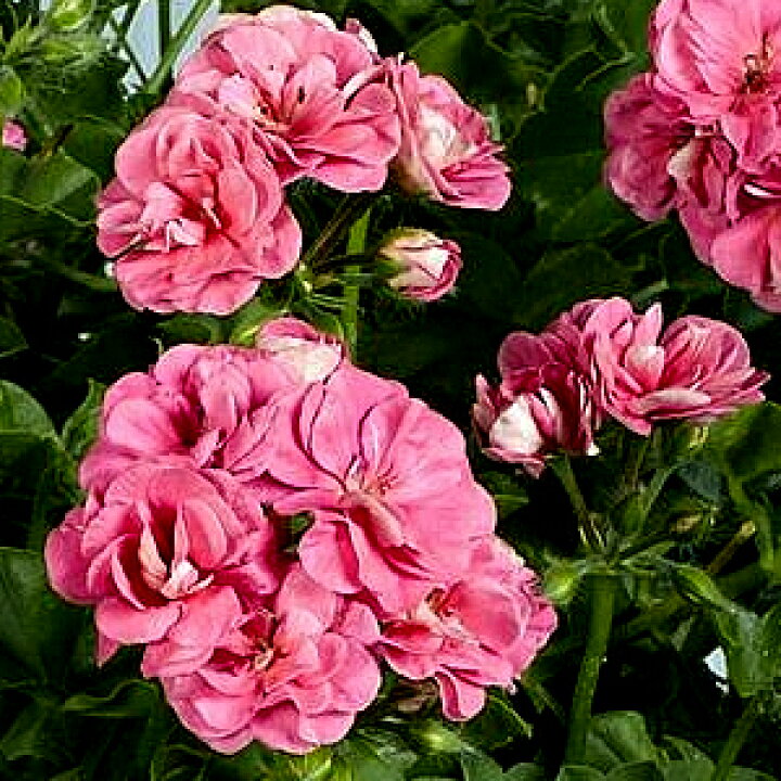 楽天市場 楽天１位 宿根草 栄養系 アイビーゼラニウム ゼラニューム ピンクシビル １株 花苗 多年草 苗 ゼラニウム 八重咲き あなたの街のお花屋さんイングの森