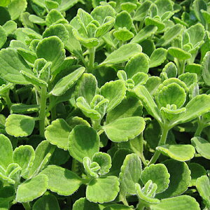 n[u c A}eBJX 9cm|bg 1 h ̂ 