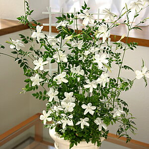 楽天市場 常緑低木 大輪 ジャスミン ホワイトプリンセス１株 あなたの街のお花屋さんイングの森