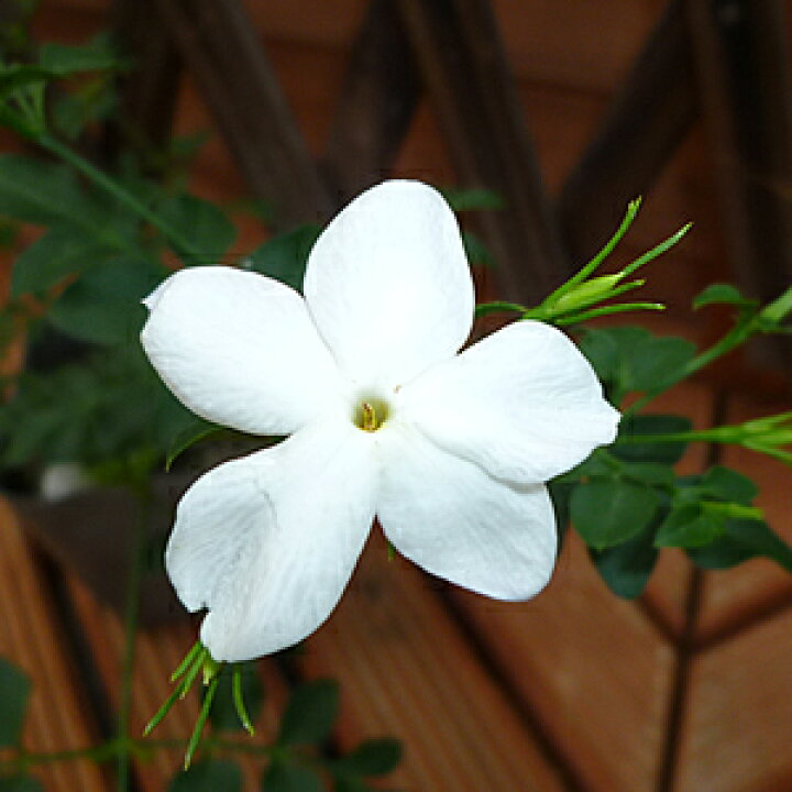 楽天市場 常緑低木 大輪 ジャスミン ホワイトプリンセス１株 あなたの街のお花屋さんイングの森