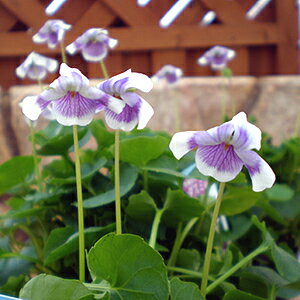 h p_X~ ( p_݂ ) 1 ԕc ~ c