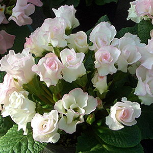 宿根草 バラ咲き プリムラ ジュリアン ブライダルベル 1株 花苗 冬咲き 苗 鉢植え 庭植え ガーデニング 寄せ植え等に 花の苗