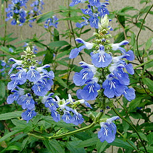 {bOZ[W 3.5(a10.5cm) |bgc 1 TrAEMm[T