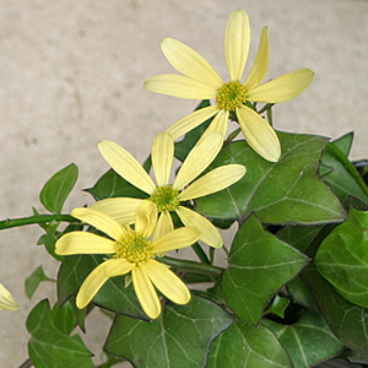 楽天市場 アイビーマーガレット １株 あなたの街のお花屋さんイングの森