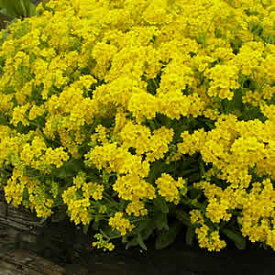 宿根草 黄色いアリッサム サミット 3.5号ポット苗 花苗 春花壇 寄せ植え イングリッシュガーデン