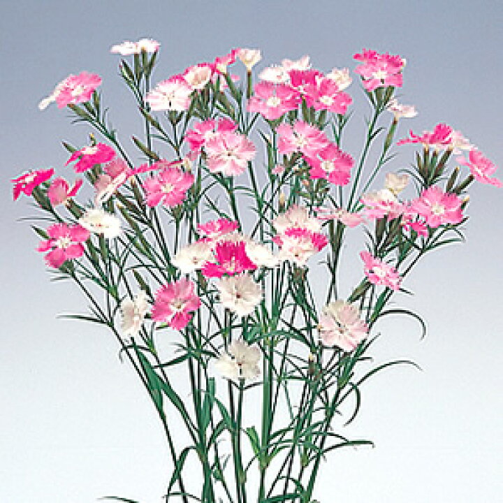 楽天市場 四季咲き色変わり なでしこ初恋 ２株セット 宿根草 季節の花苗 切り花 イングリッシュガーデン 寄せ植え等に あなたの街のお花屋さんイングの森