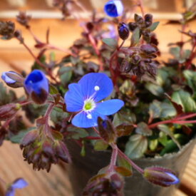 ベロニカ オックスフォードブルー 3号ポット1株
