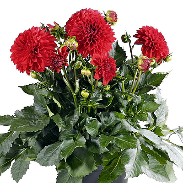 楽天市場 ガーデン ダリア マキシ トピア １株宿根草 栄養系 あなたの街のお花屋さんイングの森