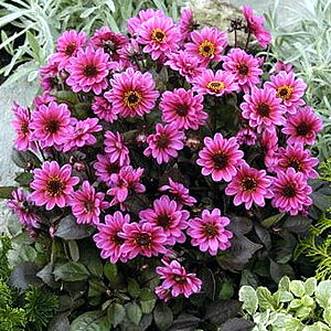 楽天市場 プチガーデンダリア ハミングブロンズ インパルシブ 1株 宿根草 切り花 寄せ植え イングリッシュガーデンに あなたの街のお花屋さんイングの森
