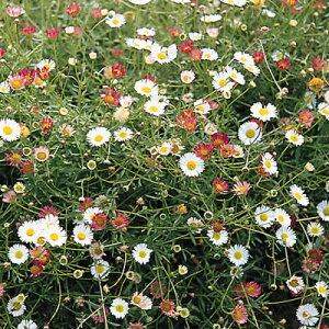楽天市場 宿根草 エリゲロン カルビンスキアヌス スターローン 1株 あなたの街のお花屋さんイングの森 楽天市場 宿根草 エリゲロン カルビンスキアヌス スターローン 1株 あなたの街のお花屋さんイングの森