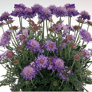 RpNgXJrIT bcu[ ̎50 {i̔͑EiƓ̏ꍇ͑ȋ̌nɂȂ܂