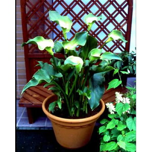楽天市場 宿根草 多年草 夏 秋楽しむ その１ ア コ カラー あなたの街のお花屋さんイングの森