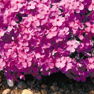 h ō ( VoUN ) _jGNbV 1 OhJo[ɁI