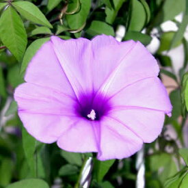 楽天市場 朝顔 苗の通販