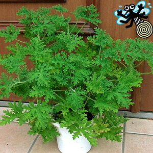 宿根草 センテッドローズ ゼラニューム ( センテッド ゼラニウム ) 9〜10.5cmポット苗1株