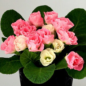 yV1ʏh o炫 v WA ̃~tB[@1 ԕc ~炫 c A A K[fjO 񂹐A