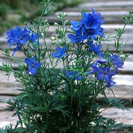 楽天市場 デルフィニューム 苗の通販