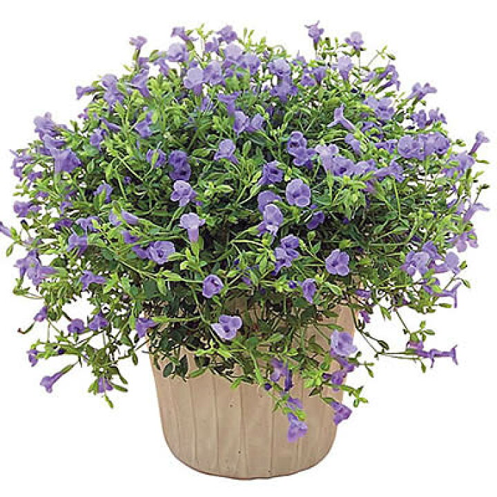 楽天市場 栄養系 トレニア スーパートレニア カタリーナシリーズ ブルーリバー 1株 あなたの街のお花屋さんイングの森 楽天市場 栄養系 トレニア スーパートレニア カタリーナシリーズ ブルーリバー 1株 あなたの街のお花屋さんイングの森