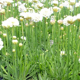 楽天市場 アルメリア 宿根の通販