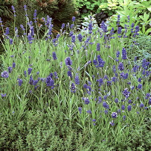 x_[ Ob\ 3.5ia10.5cmj|bgc1Β n[uc@h n[u