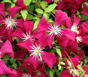 N}`X}_EWAER{ 4D5TCY2N|bgc