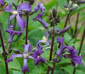 N}`X `CiEp[v4D5TCY2N|bgc