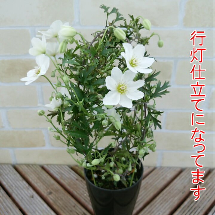 楽天市場 クレマチス カートマニー ジョー カルトマニージョー 4号鉢 行灯仕立て あなたの街のお花屋さんイングの森